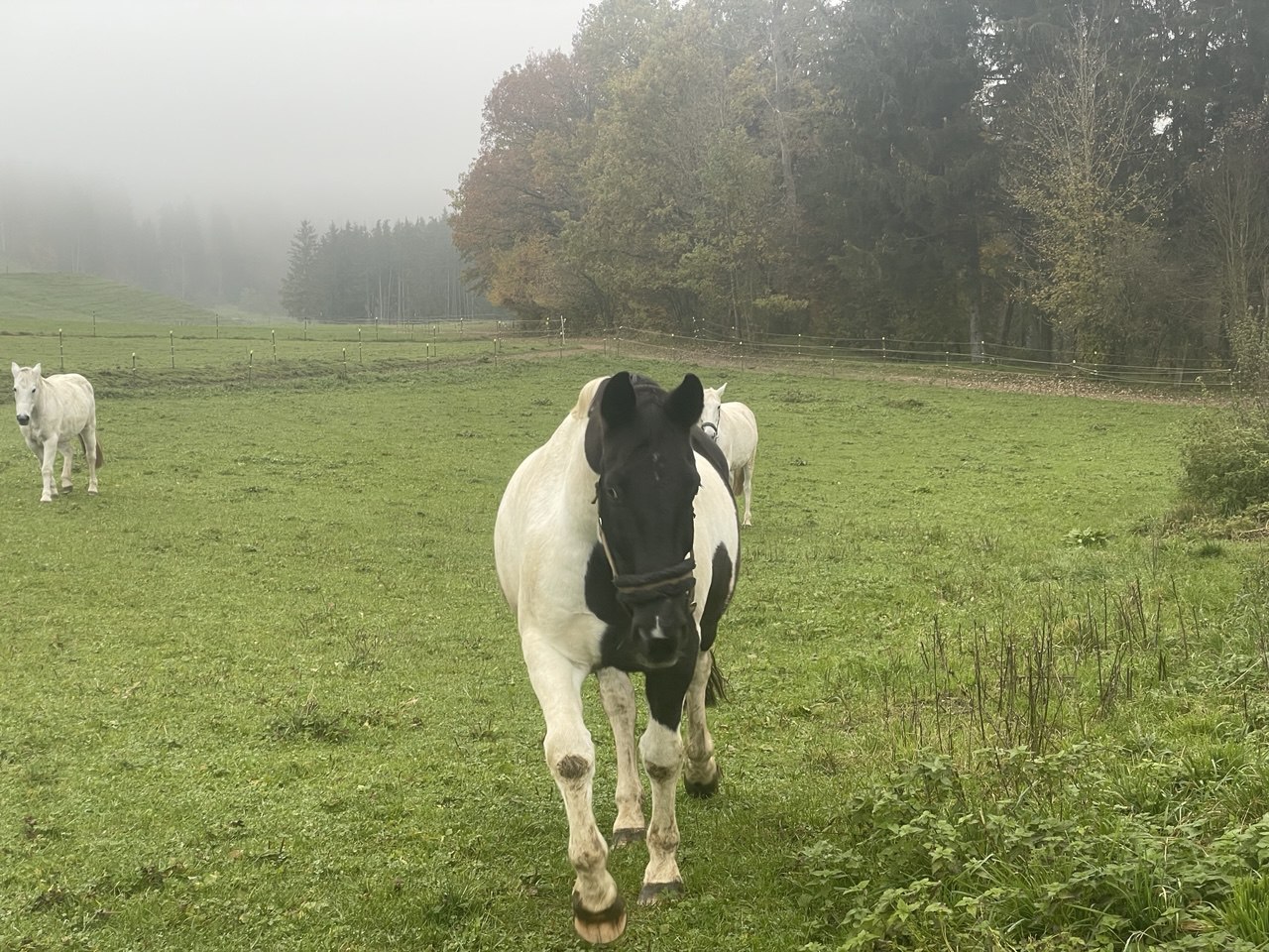 Maria Waldrast Drohnenaufnahme